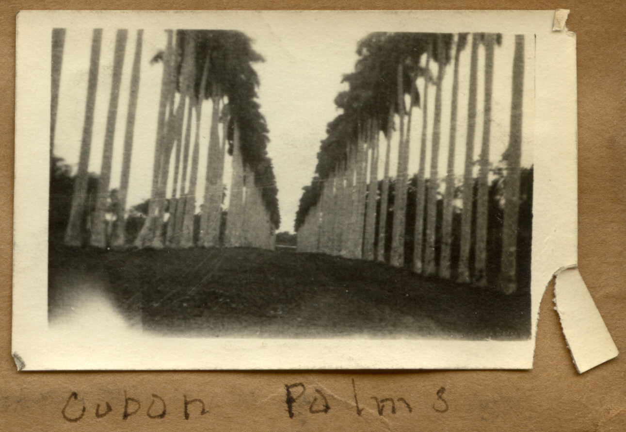 Cuban Palms