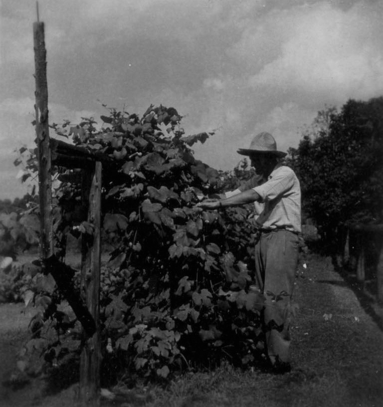 Dr Dexter D Ashley picking grapes at Old Tappan